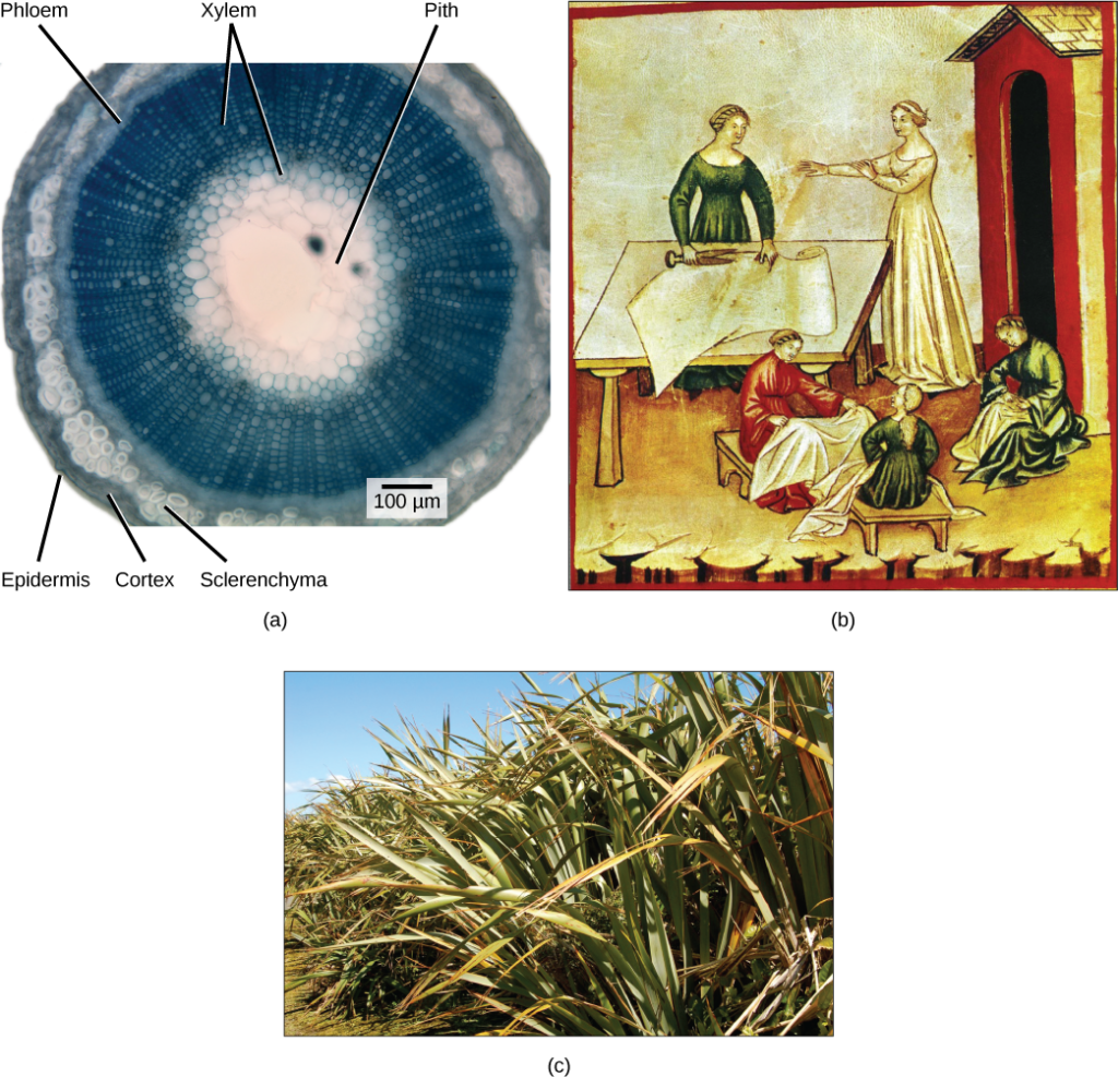 Part A shows a cross section of a flax stem. The pith is white tissue in the center of the stem. Outside the pith is a layer of xylem. The inner xylem cells are large, while ones further out are smaller. The smaller xylem cells radiate out from the center, like spokes on a wheel. Outside the xylem is a ring of phloem cells. The phloem is surrounded by a layer of sclerenchyma cells, then a layer of cortex cells. Outside the cortex is the epidermis. Part B is a painting of women working with linen cloth. One is smoothing the cloth on a table, and the other women are sitting with linen on their laps. Part C is a photo of flax plants, which have long, wide leaves that taper toward narrow tips.