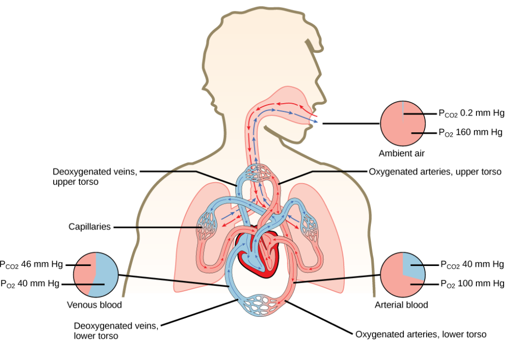The illustration shows the movement of deoxygenated air into the lungs, and oxygenated air out of the lungs. Also shown is the circulation of blood through the body. Circulation begins when deoxygenated blood in arteries leaves the right side of the heart and enters the lungs. Oxygenated blood exits the lungs, and enters the left side of the heart, which pumps it to the rest of the body via arteries. The partial pressure of oxygen in the atmosphere is 160 millimeters of mercury, and the partial pressure of carbon dioxide is 0.2 millimeters of mercury. The partial pressure of oxygen in the arteries is 100 millimeters of mercury, and the partial pressure of carbon dioxide is 40 millimeters of mercury. The partial pressure of oxygen in the veins is 40 millimeters of mercury, and the partial pressure of carbon dioxide is 46 millimeters of mercury.