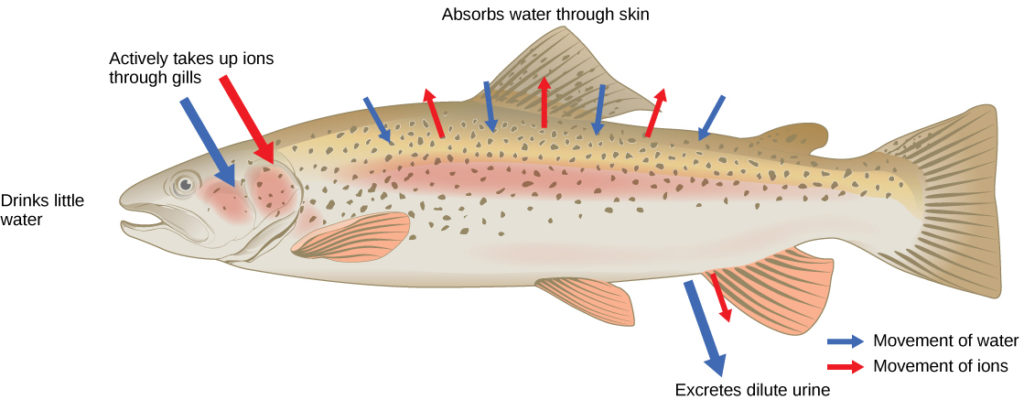 Illustration A shows a fish in a freshwater environment, where water is absorbed through the skin. To compensate, the fish drinks little water and excretes dilute urine. Sodium, potassium and chlorine ions are lost through the skin, and the fish actively transports these same ions into its gills to compensate for this loss.