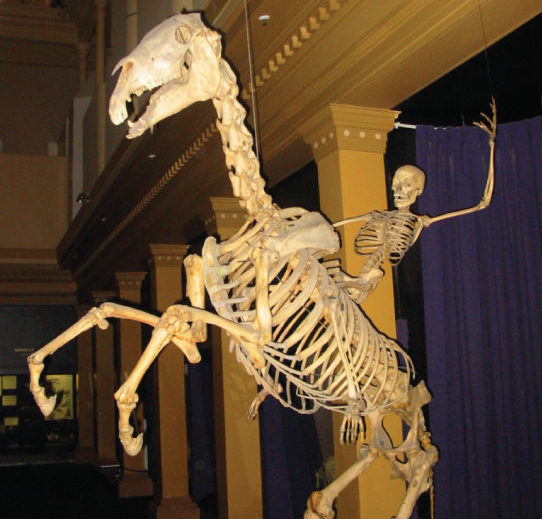 Photo shows a human skeleton riding a bucking horse skeleton.