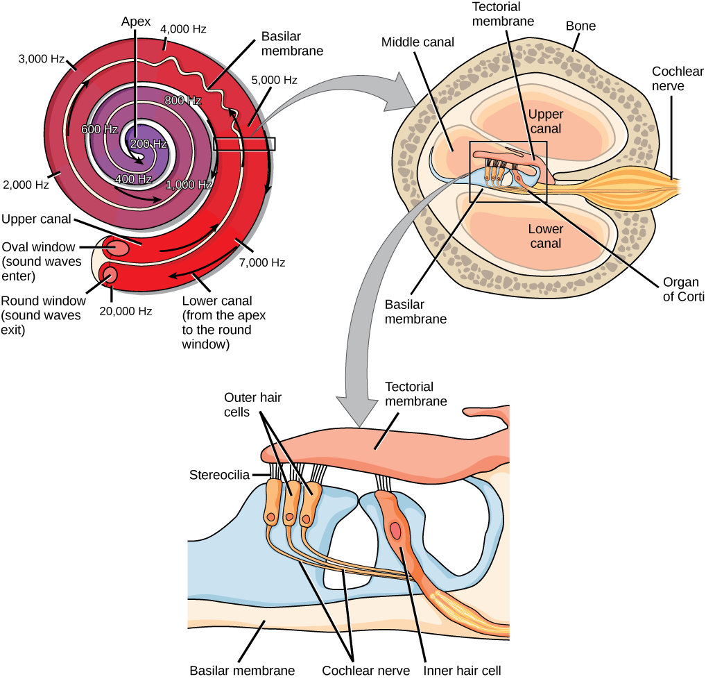 A series of three illustrations are shown. The top illustration shows a cochlea, which is shaped like a snail shell with two parallel chambers, the upper chamber and the lower chamber, coiling from the outside in. These chambers are separated by a flexible membrane basilar membrane. The oval window covers the inner of these parallel chambers. Sound waves enter here, and travel to the middle, or apex, of the coil. The membrane separating the two chambers gets thinner from the outside in, such that is vibrates at different sound frequencies, about 20,000 hertz on the outside and about 200 hertz on the inside. Sound then travels back out through the lower chamber, and exits through the round window. The middle illustration shows a closer view of a cross-sectional image of the cochlea. A roughly circular shape has a roughly circular bone exterior, with the middle portion of the circle divided into four major areas. Two of these are spaces labeled “upper canal” and “lower canal.” In the middle is the organ of Corti, and extending from the middle out through the outer bone area is the cochlear nerve, which extends from the middle as a thin tube and then bulges into a larger oval shape as it extends through the bone. The bottom illustration is an enlarged image of the organ of Corti. In the view shown, the top section is a flattish pink area called the tectorial membrane. Extending beneath that membrane are three areas with hair-like connectors (stereocilia) that run from the membrane to the outer hair cells. The outer hair cells are shaped like rectangles with rounded corners. From the end of each protrudes a narrow tube: the cochlear nerve. These narrow tubes join to an inner hair cell, which looks similar to the outer hair cells but with its rectangular shape remaining a consistent width instead of narrowing into a nerve. At the bottom of the image, opposite the top tectorial membrane, is a basilar membrane.