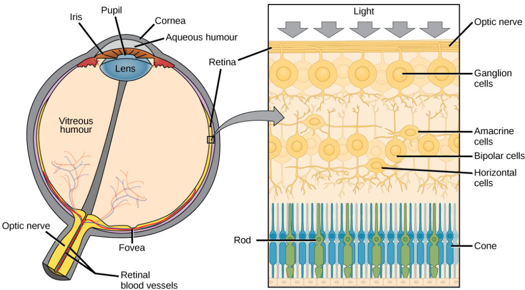 The left illustration shows a human eye, which is round and filled with vitreous humour. The optic nerve and retinal blood vessels exit the back of the eye. At the front of the eye is the lens with a pupil in the middle. The lens is covered by the iris, which in turn is covered by the cornea. The aqueous humour is a gel-like substance between the cornea and iris. The retina is the lining of the inner eye. A second illustration is a blowup which shows that the optic nerve is at the surface of the retina. Beneath the optic nerve is a layer of ganglion cells, and beneath this is a layer of bipolar cells. Both ganglia and bipolar cells are nerve cells with root-like appendages. Beneath the bipolar cell layer are the rods and cones. Rods and cones are similar in structure and column-like.