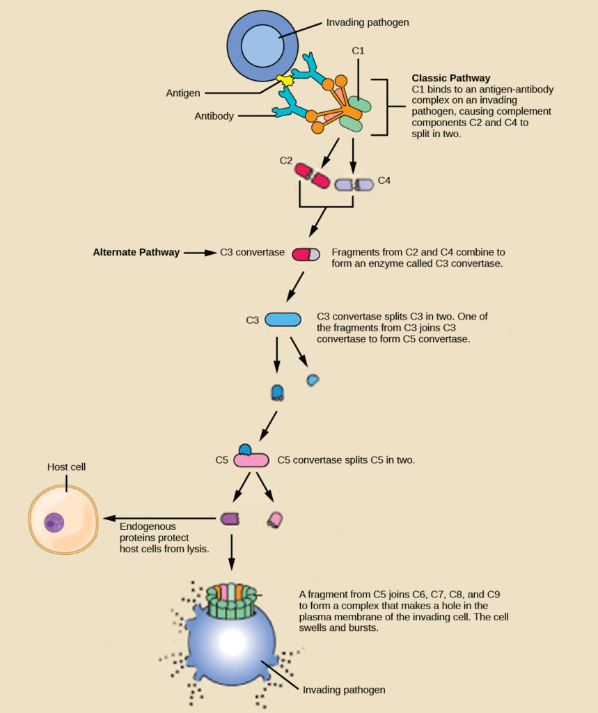 Illustration shows an invading pathogen with an antigen on its surface. In the classic pathway for complement activation, host antibodies bind the antigen, and C1 binds the antibody. The C1-antibody complex causes C2 and C4 each to split in two. Fragments from C2 and C4 each joins together to form an enzyme called C3 convertase. C3convertase splits C3 in two. One of the fragments from C3 joins C3 convertase to form C5 convertase. C5 convertase splits C5 in two. A fragment from C5 joins C6, C7, C8, and C9 to form a complex that makes a hole in the plasma membrane for the invading cell. The cell swells and bursts. In the alternative pathway, C3 convertase spontaneously splits C3 in two and the rest of the pathway proceeds the same as the classic pathway. Host cells are protected from complement by the presence of endogenous proteins.