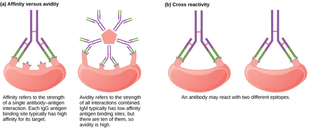 Part A compares affinity and avidity. Affinity refers to the strength of a single antibody–antigen interaction. Each IgG antigen-binding site typically has high affinity for its target. Avidity refers to the strength of all interactions combined, IgM typically has low affinity antigen binding sites, but there are ten of them so avidity is high. Part B describes cross reactivity, a situation in which an antibody reacts with two different epitopes.