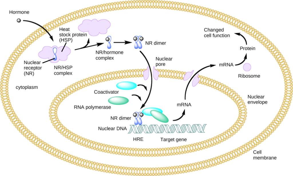 Illustration shows a hormone crossing the cellular membrane and attaching to the NR/HSP complex. The complex dissociates, releasing the heat shock protein and a NR/hormone complex. The complex dimerizes, enters the nucleus, and attaches to an HRE element on DNA, triggering transcription of certain genes.