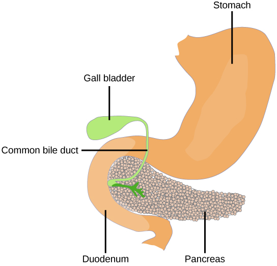 Endocrine Glands | Biology I