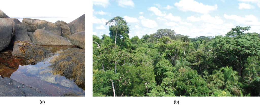 Left photo shows a rocky tide pool with seaweed and snails. Right photo shows the Amazon Rainforest.
