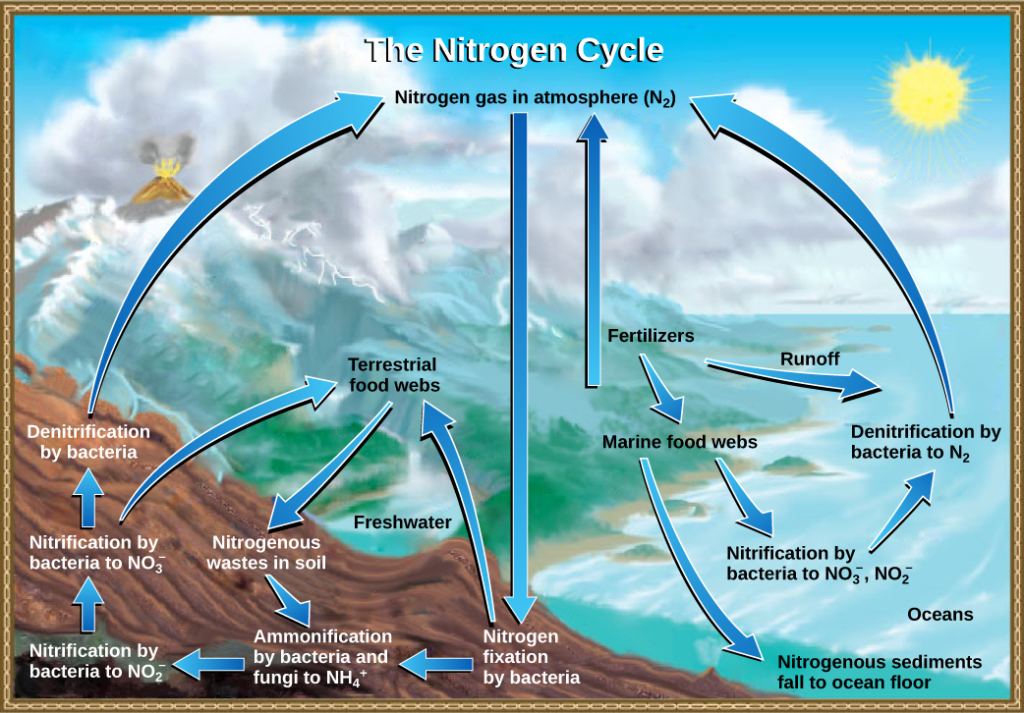 This illustration shows the nitrogen cycle. Nitrogen gas from the atmosphere is fixed into organic nitrogen by nitrogen-fixing bacteria. This organic nitrogen enters terrestrial food webs, and it leaves the food webs as nitrogenous wastes in the soil. Ammonification of this nitrogenous waste by bacteria and fungi in the soil converts the organic nitrogen to ammonium ion (NH4 plus). Ammonium is converted to nitrite (NO2 minus), then to nitrate (NO3 minus) by nitrifying bacteria. Denitrifying bacteria convert the nitrate back into nitrogen gas, which re-enters the atmosphere. Nitrogen from runoff and fertilizers enters the ocean, where it enters marine food webs. Some organic nitrogen falls to the ocean floor as sediment. Other organic nitrogen in the ocean is converted to nitrite and nitrate ions, which is then converted to nitrogen gas in a process analogous to the one that occurs on land.