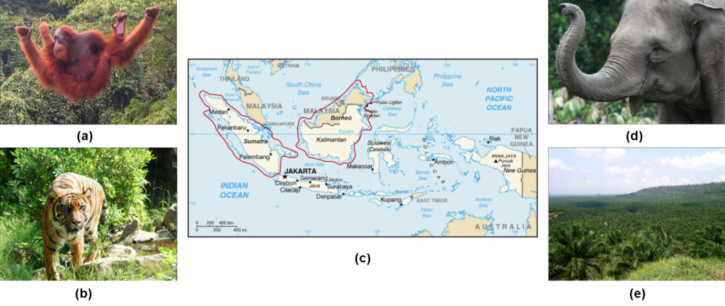 Photo A shows an orangutan hanging from a wire in a lush rainforest filled with many different kinds of vegetation. Photo B shows a tiger. Map C shows the islands of Borneo and Sumatra in the south Pacific, just northwest of Australia. Sumatra is in the country of Indonesia. Half of Borneo is in Indonesia, and half is in Malaysia. Photo D shows a gray elephant. Photo E shows rolling hills covered with homogenous short, bushy oil palm trees.