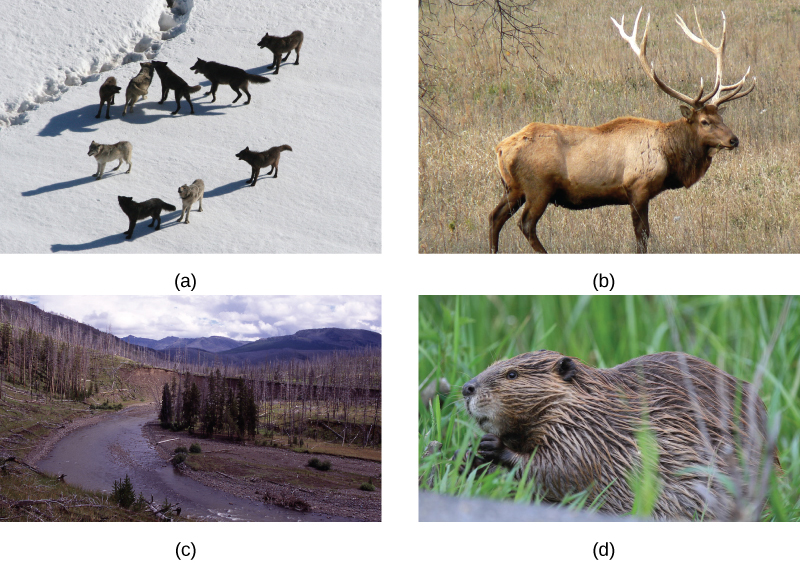 Photo A shows a pack of wolves walking on snow. Photo B shows a river running through a meadow with a few copses of trees, some living and some dead. Photo C shows and elk, and photo d shows a beaver.