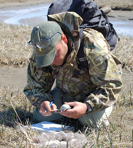 This photo shows a scientist in a field, measuring the length of an egg.