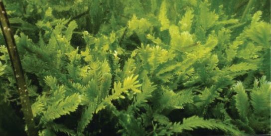This underwater photo shows fern-like plants growing on the sea bottom.