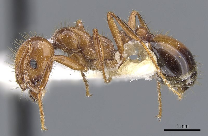 photo of a red ant