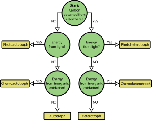 This flowchart helps to determine if a species is an autotroph or a heterotroph, a phototroph or a chemotroph