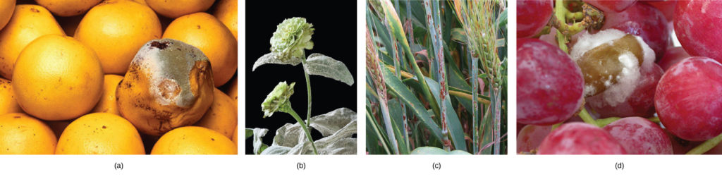 Part A show fungal parasites on grapefruit. Part B show fungal parasites on a zinnia. Part C show fungal parasites on a sheaf of barley. Parts D show fungal parasites on grapes.