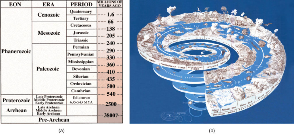 Table A describes eras in earth’s history. The earth’s history is divided into four eons, the Pre-Archean, Archaea, Proteozoic, Phanerozoic. The oldest eon, the Pre-Archean, spans the beginning of earth’s history to about 3.8 billion years ago. The Archean eon spans 2.5 to 3.8 billion years ago, and the Proterozoic spans 570 million to 2.5 billion years ago. The Pharenozoic eon, from 570 million years ago to present time, is sub-divided into the Paleozoic, Mesozoic and Cenozoic eras. The Paleozoic era, from 240 to 570 million years ago, is further divided into seven periods: the Cambrian from 500 to 570 million years ago, the Ordovician from 435 to 500 million years ago, the Silurian from 410 to 435 million years ago, the Devonian from 360 to 410 million years ago, the Missisippian from 330 to 360 million years ago, the Pennsylvanian from 290 to 330 million years ago, and the Permian from 240 to 290 million years ago. The Mesozoic era, from 66 to 240 million years ago, is divided into three periods, the Triassic from 205 to 240 million years ago, the Jurassic from 138 to 205 million years ago, and the Cretaceous, from 66 to 138 million years ago. The Cenozoic era, from 66 million years ago to modern times, is divided into two eras, the Tertiary and the Quaternary. The tertiary period spans 66 to 1.6 million years ago. The quaternary period spans 1.6 million years ago to modern times. Illustration B shows geological periods in a spiral starting with the beginning of earth’s history at the bottom and ending with modern times at the top. The diversity and complexity of life increases toward the top of the spiral.
