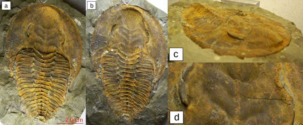 Parts a–d show four trilobite fossils. All are teardrop shaped, with a smooth wide end. About one-third of the way down, the body is segmented into horizontal ridges.
