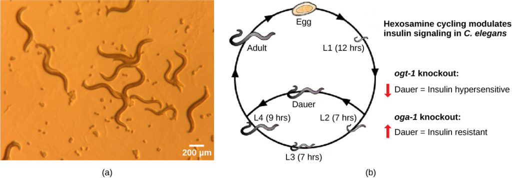 Superphylum Ecdysozoa