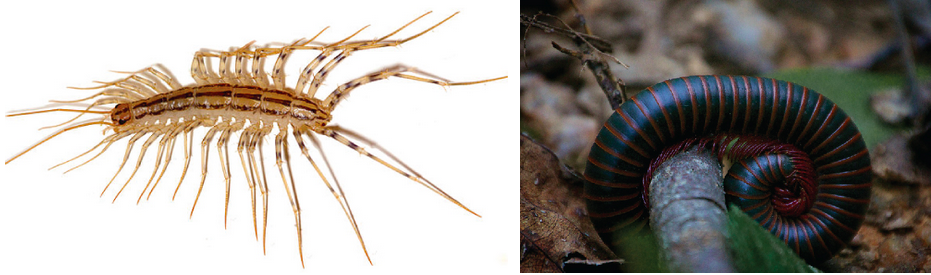 Part A shows a centipede with many, very long legs. Part B shows a green and brown-striped millipede coiled around itself. It has many little legs.