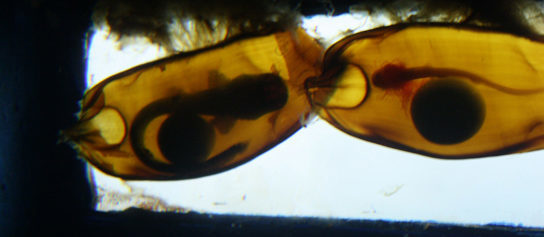 The photo shows long, thin shark embryos encase in egg cases.