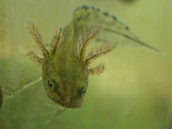 Crested Newt Triturus cristatus larval stage