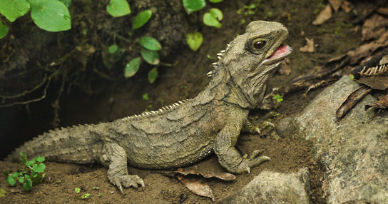 This photo shows a green lizard with short spines on its back.