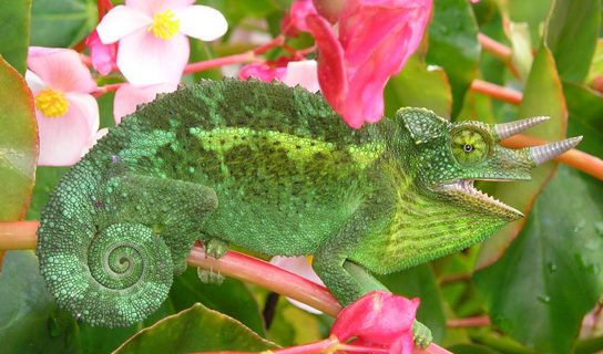 The photo shows a green lizard with its tail curled like a snail shell. The lizard has two horns and matches the leaves of the plant on which it sits.