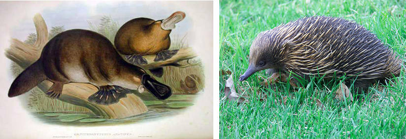 These illustrations show two short-haired mammals (platypus and echidna) with webbed feet, flat tails and a flat snout.