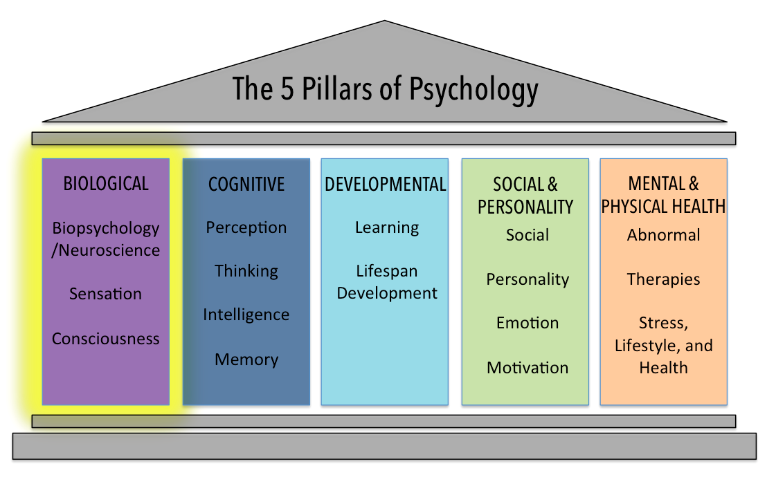 The Biological Domain Introduction to Psychology