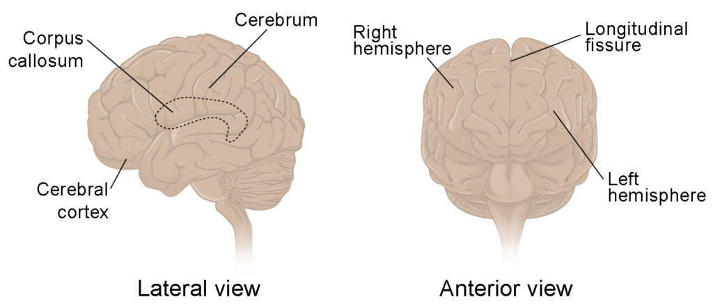 brain cerebral cortex