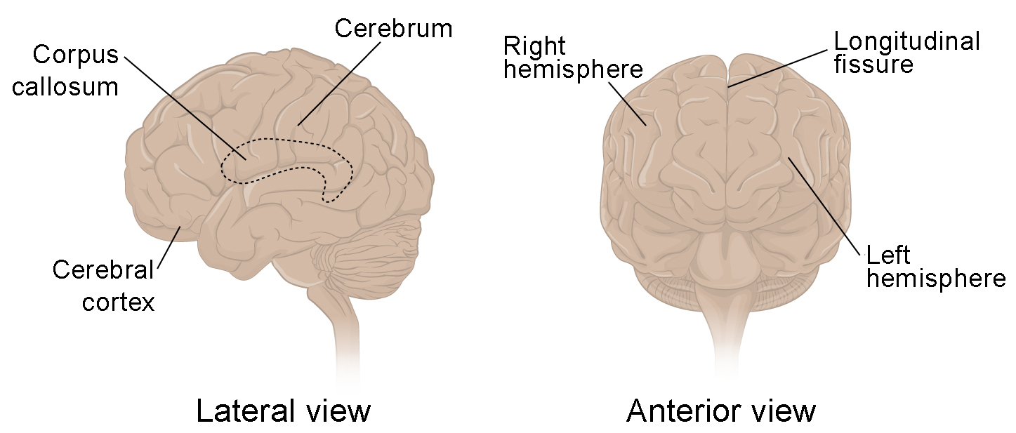 The Central Nervous System Anatomy and Physiology I