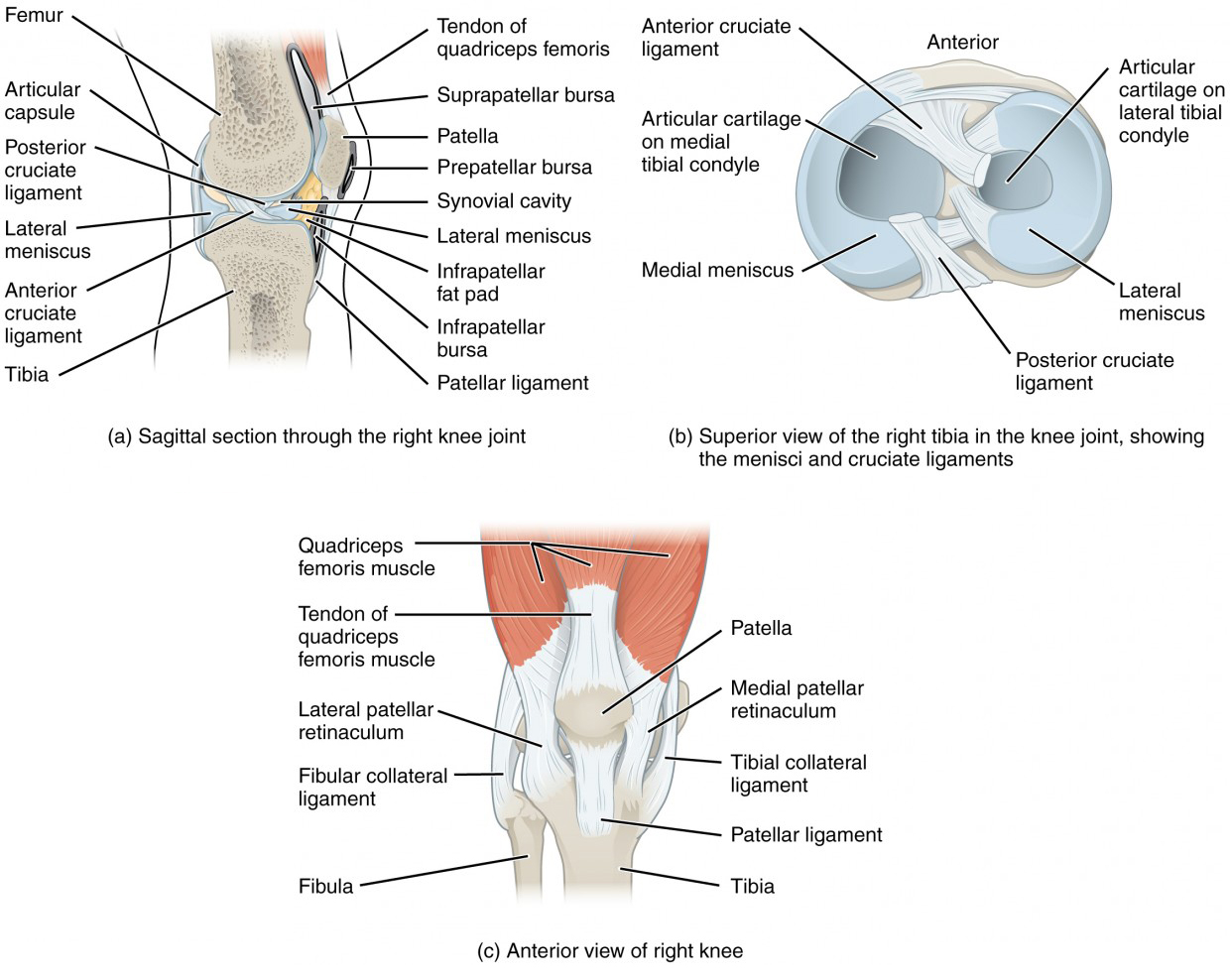 Anatomy of Selected Synovial Joints Anatomy and Physiology I