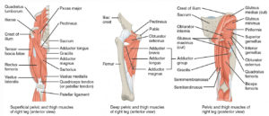 appendicular-muscles-of-the-pelvic-girdle-and-lower-limbs-anatomy-and