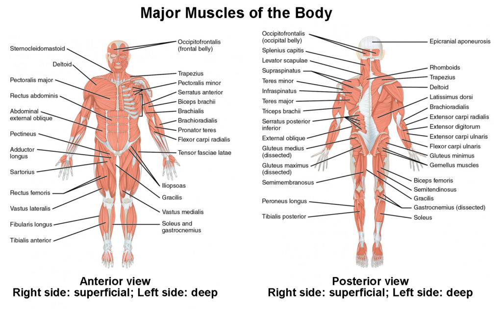 Naming Skeletal Muscles | Anatomy and Physiology I