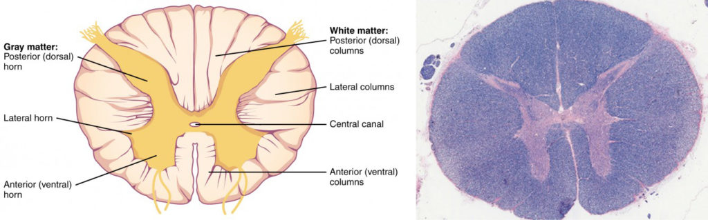 This figure shows the cross section of the spinal cord. The top panel shows a diagram of the cross section and the major parts are labeled. The bottom panel shows an ultrasound image of the spinal cord cross section.