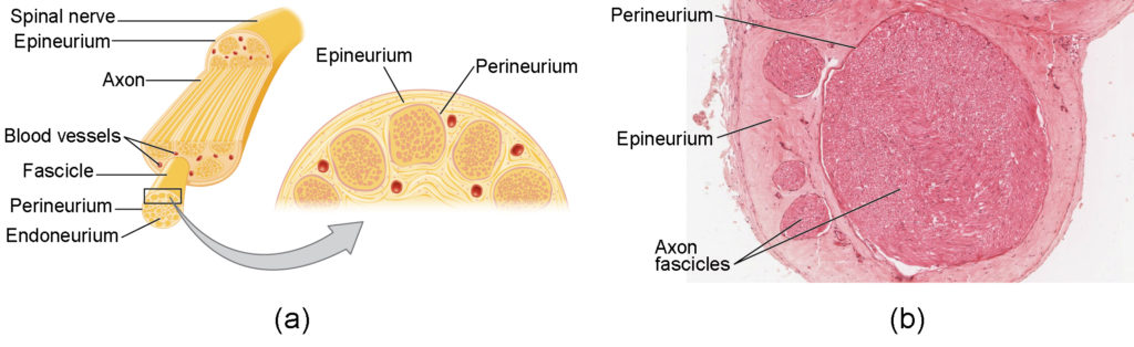 This figure shows the structure of a nerve. The top panel shows the cross section of a spinal nerve and the major parts are labeled. The bottom panel shows a micrograph of the cross-section of a spinal nerve.