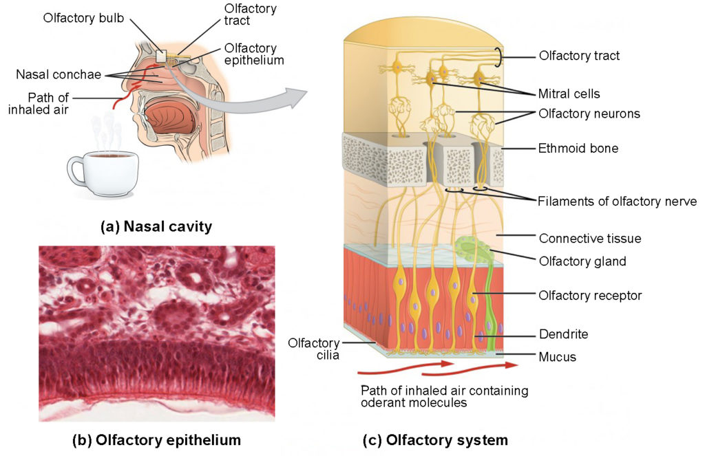 Sensory Perception: Taste and Olfaction