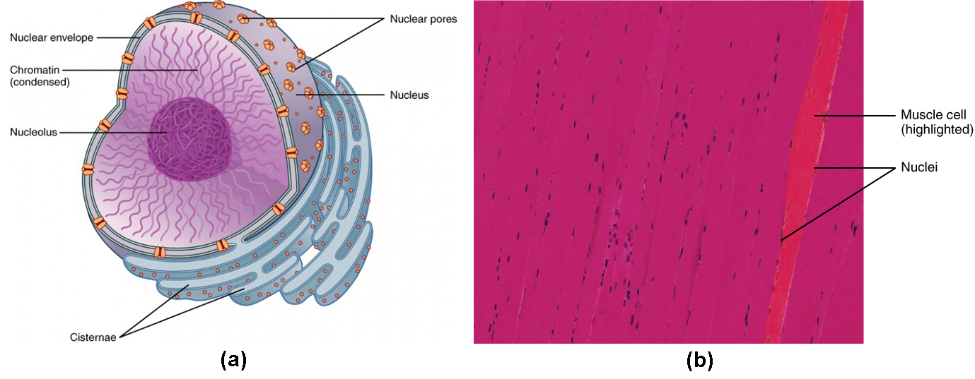 The Nucleus and DNA Replication Anatomy and Physiology I