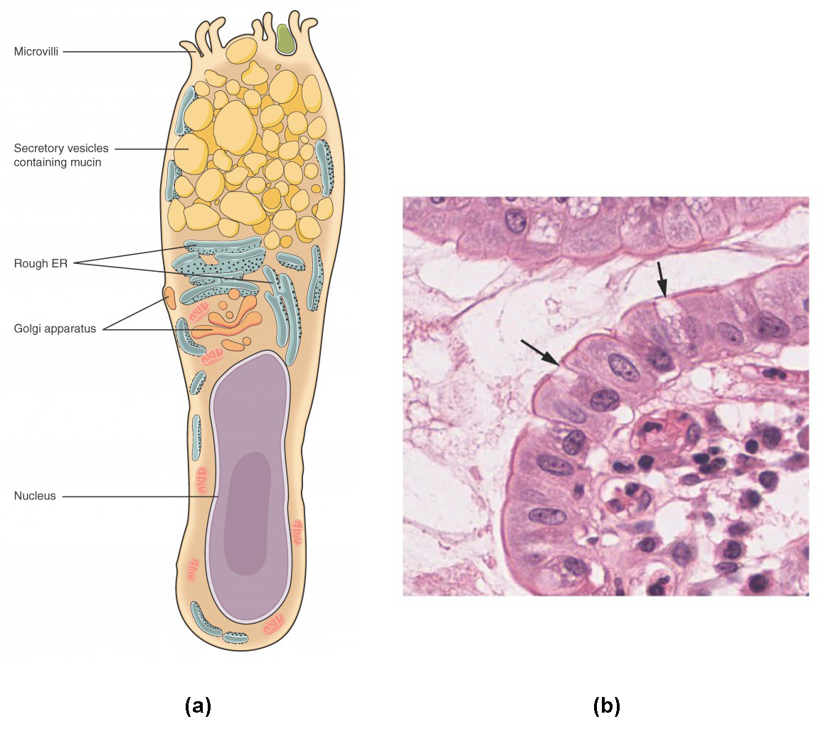 Epithelial Tissue Anatomy and Physiology I