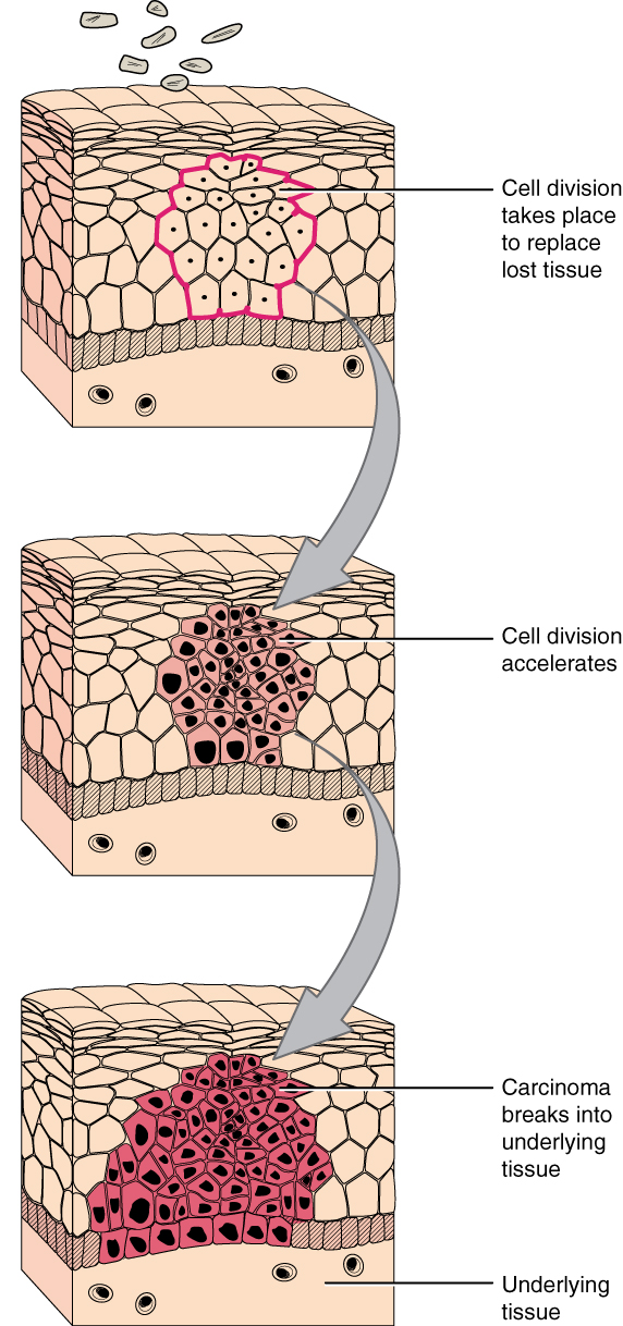 Tissue Injury and Aging Anatomy and Physiology I