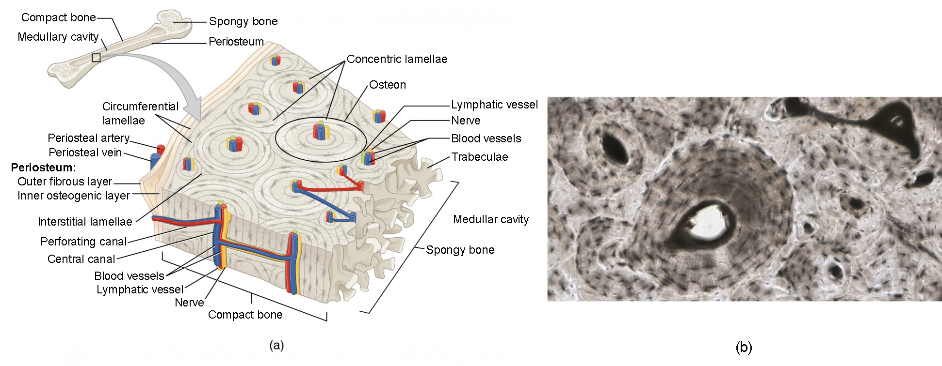 Ultrastructure of Bone - Components - Structure - TeachMeAnatomy