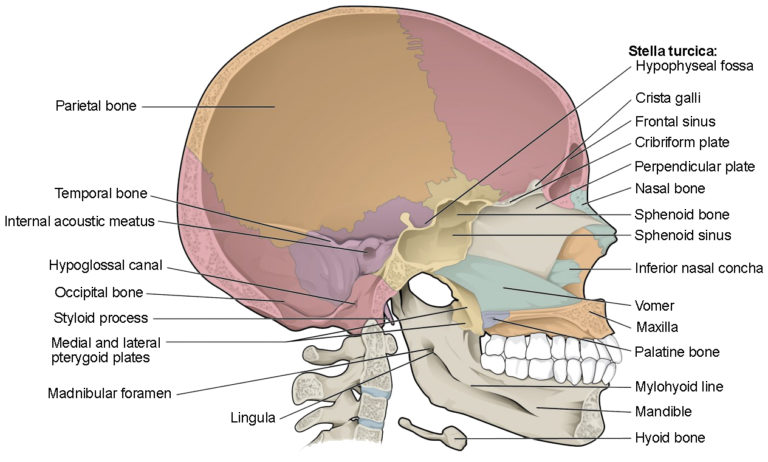The Skull Anatomy and Physiology I The Skull Anatomy and Physiology I