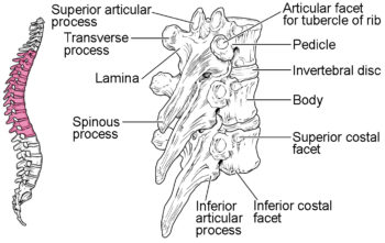 The Vertebral Column | Anatomy and Physiology I