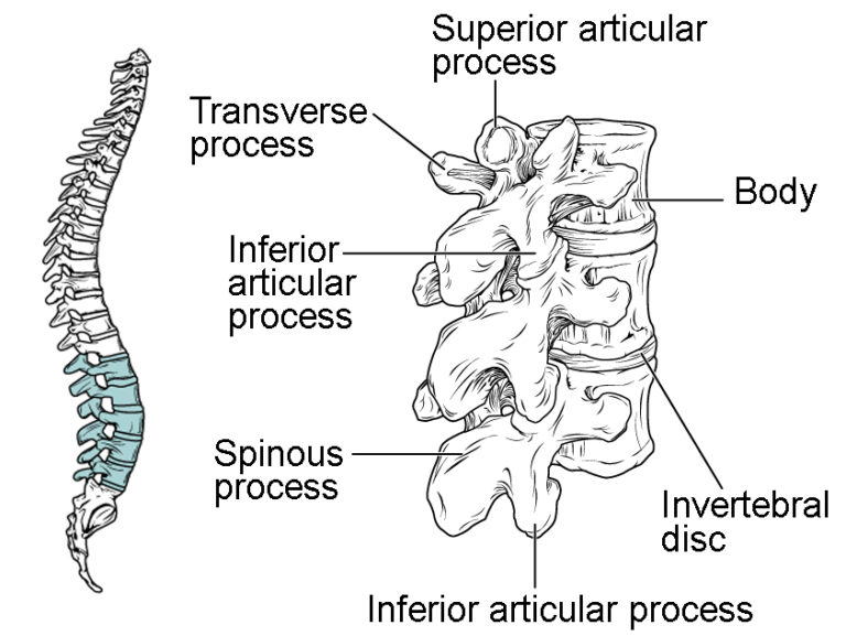 The Vertebral Column Anatomy and Physiology I