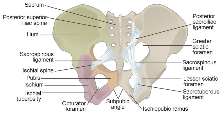 La Ceinture Pelvienne Et Le Bassin Anatomie Et Physiologie I Ottima