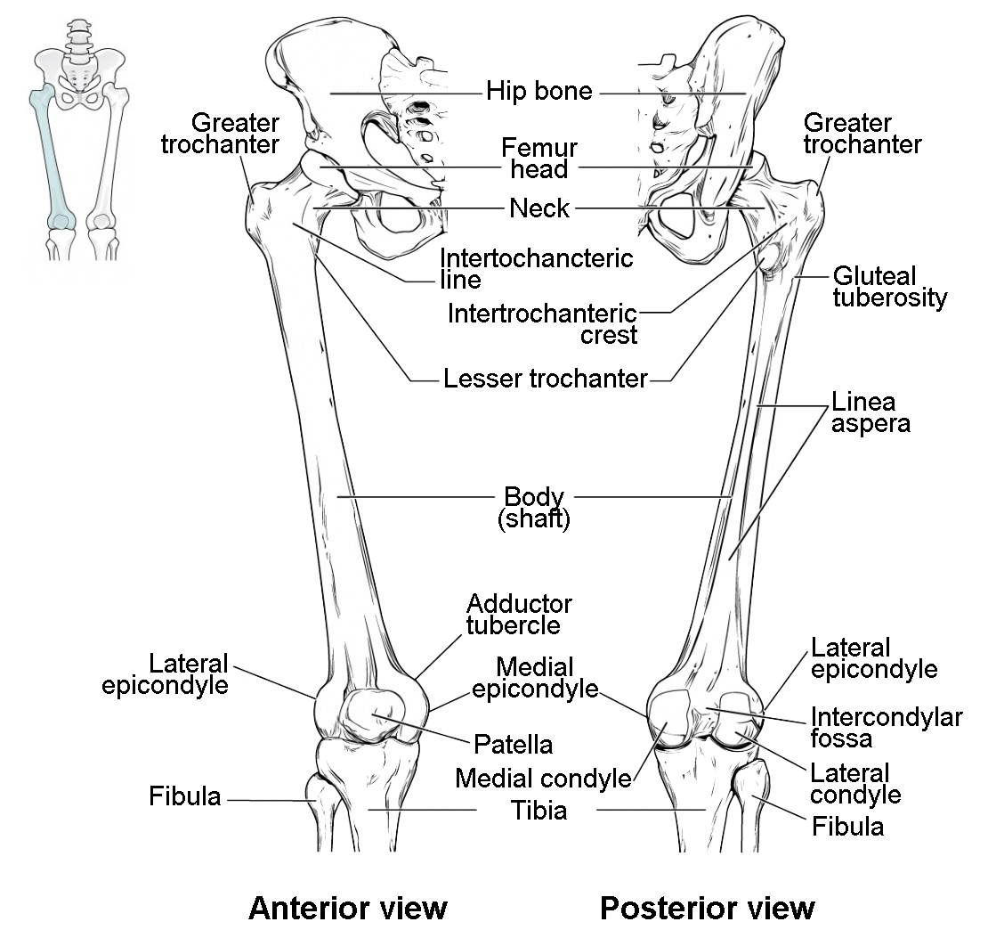 Bones Of The Lower Limb Anatomy And Physiology I