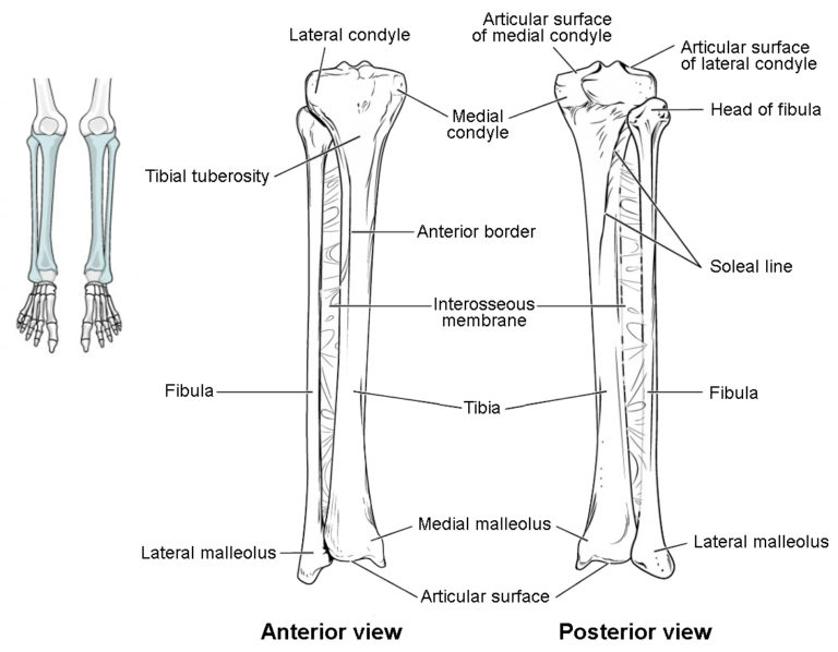 Bones of the Lower Limb Anatomy and Physiology I