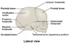 Fibrous Joints | Anatomy and Physiology I