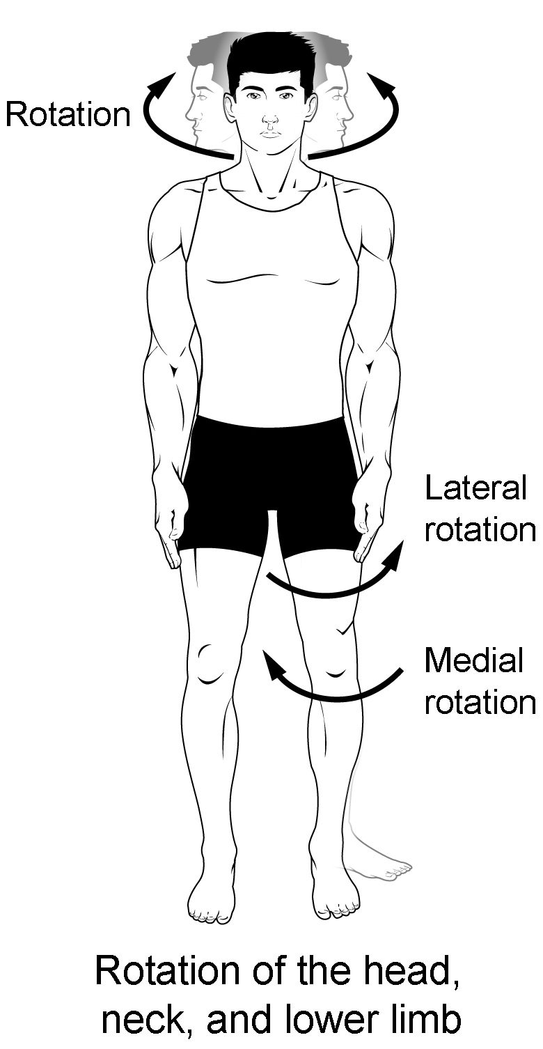 Esta imagen de varias partes muestra diferentes tipos de movimientos que son posibles mediante diferentes articulaciones del cuerpo.