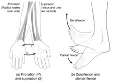 911_Body_Movements_gh-225x164.jpg